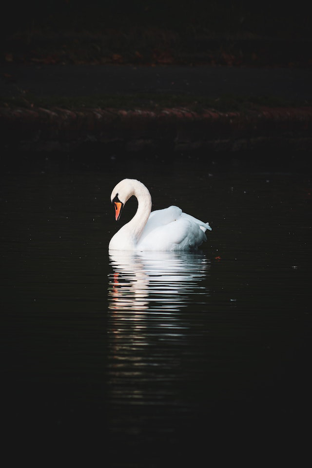 A night time photograph of a swan in the lake.