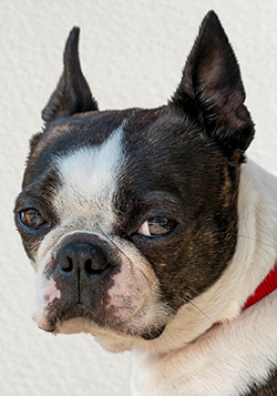 A photograph of Boston Terrier dog