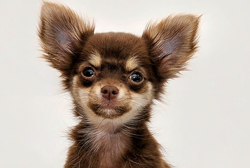 A photograph of a Chihuahua dog