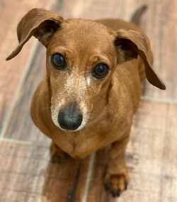 A photograph of a Dachshund dog